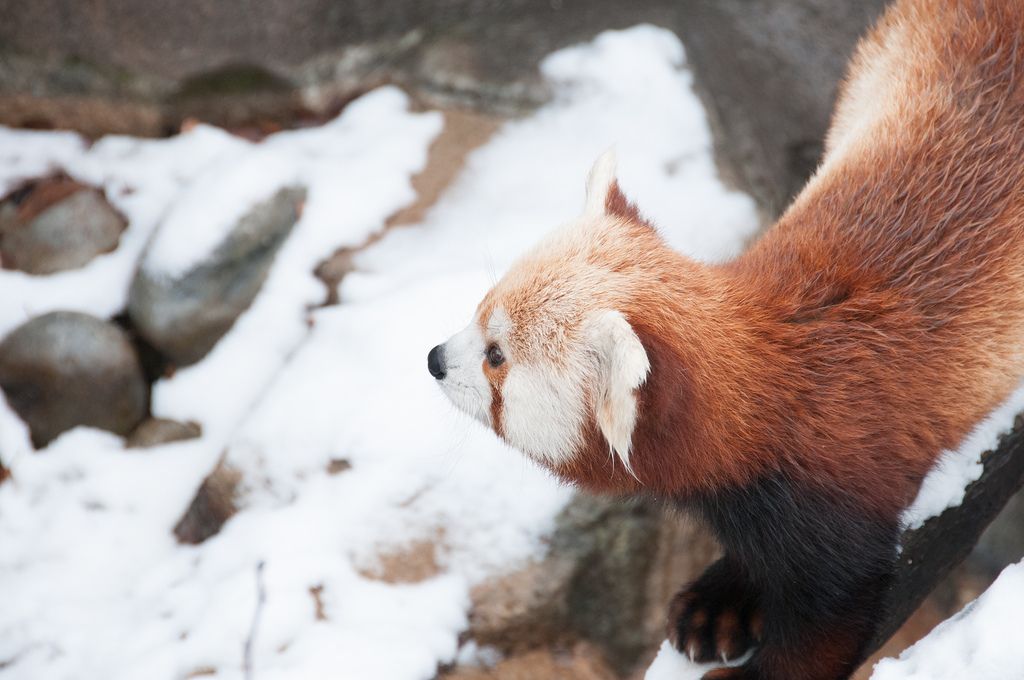 Red Panda and National Zoo