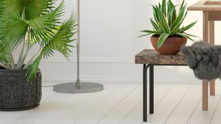 Whites painted floors, skirting boards and walls with contemporary furniture and plants