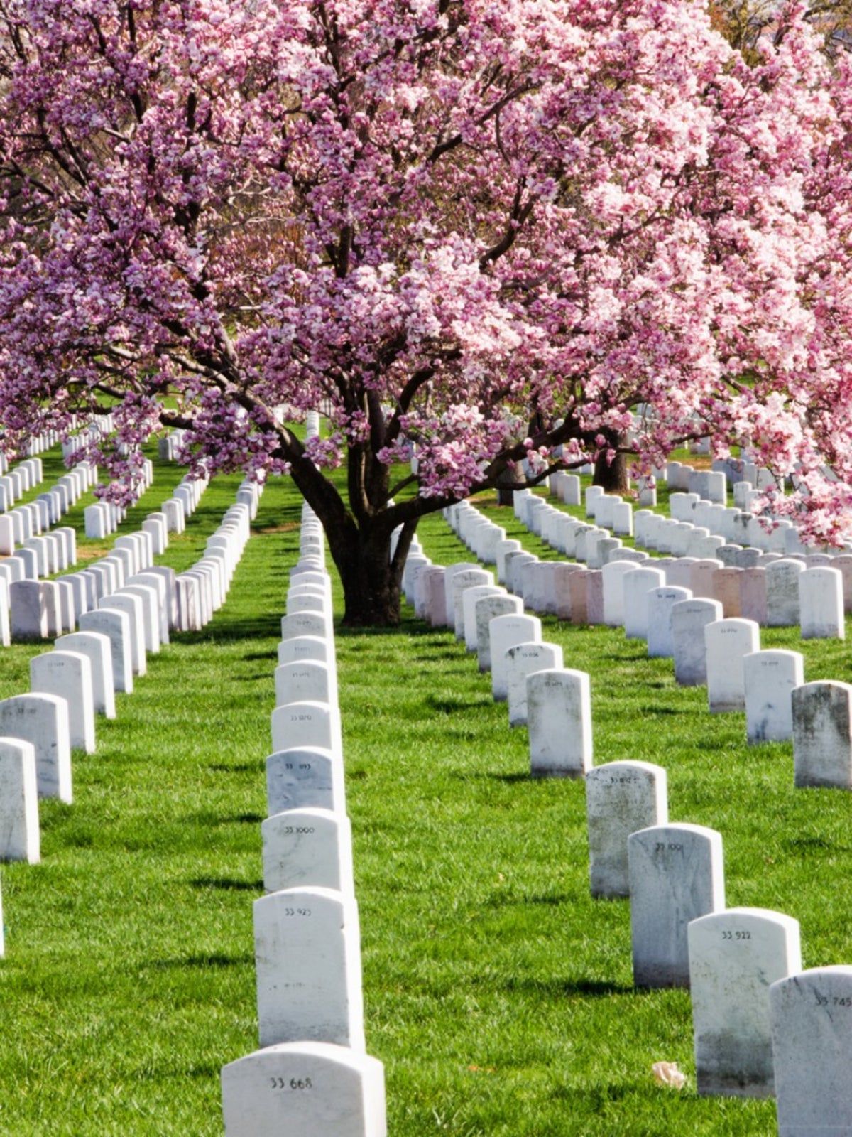 Large Pink Flowering Tree In The Cemetery