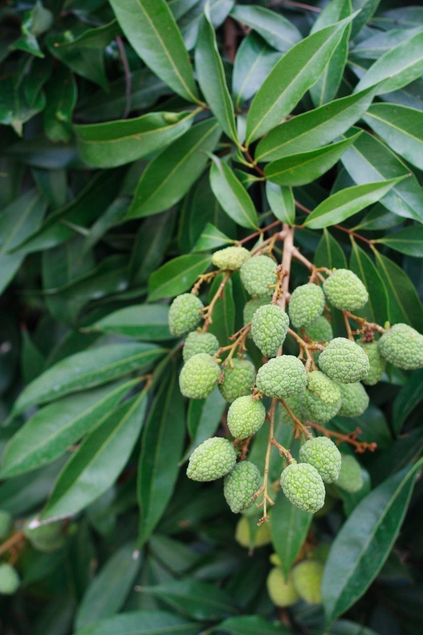 Lychee Plant