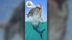 Visual representation of Otodus megalodon&rsquo;s predatory attack on a small whale, with possible origin of the crushed vertebra.