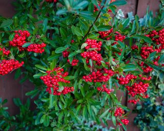 cotoneaster shrub with berries