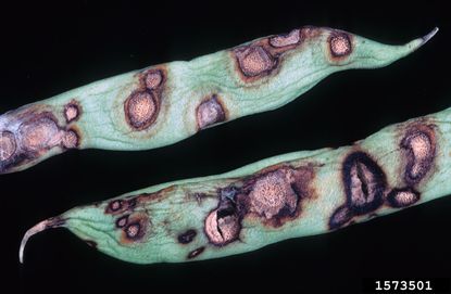 Beans Covered With Brown Spots