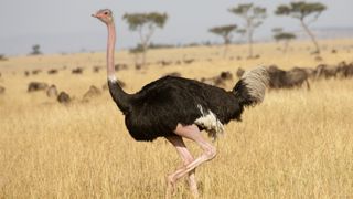 A male ostrich in the savannah