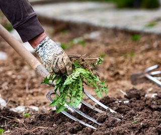 Gardener hold weeds in a gloved hand with pitchfork behind