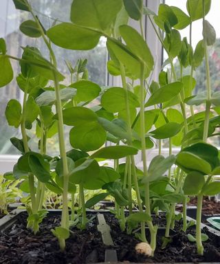 Pea shoots growing on a windowsill