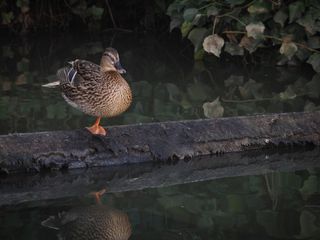 Telephoto image of a duck standing on driftwood, in a river, taken on the OM System OM-3 with the Olympus M.Zuiko 75-300mm f/4.8-6.7