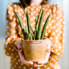 sansevieria houseplant being held by woman