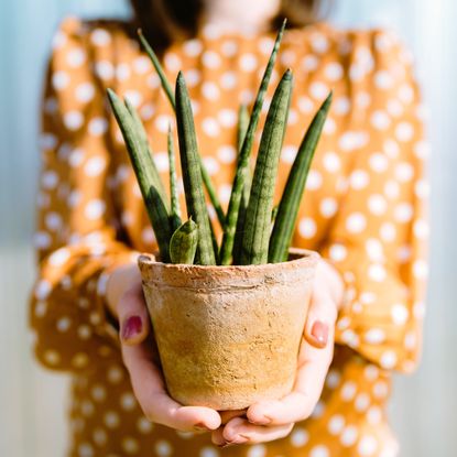 sansevieria houseplant being held by woman