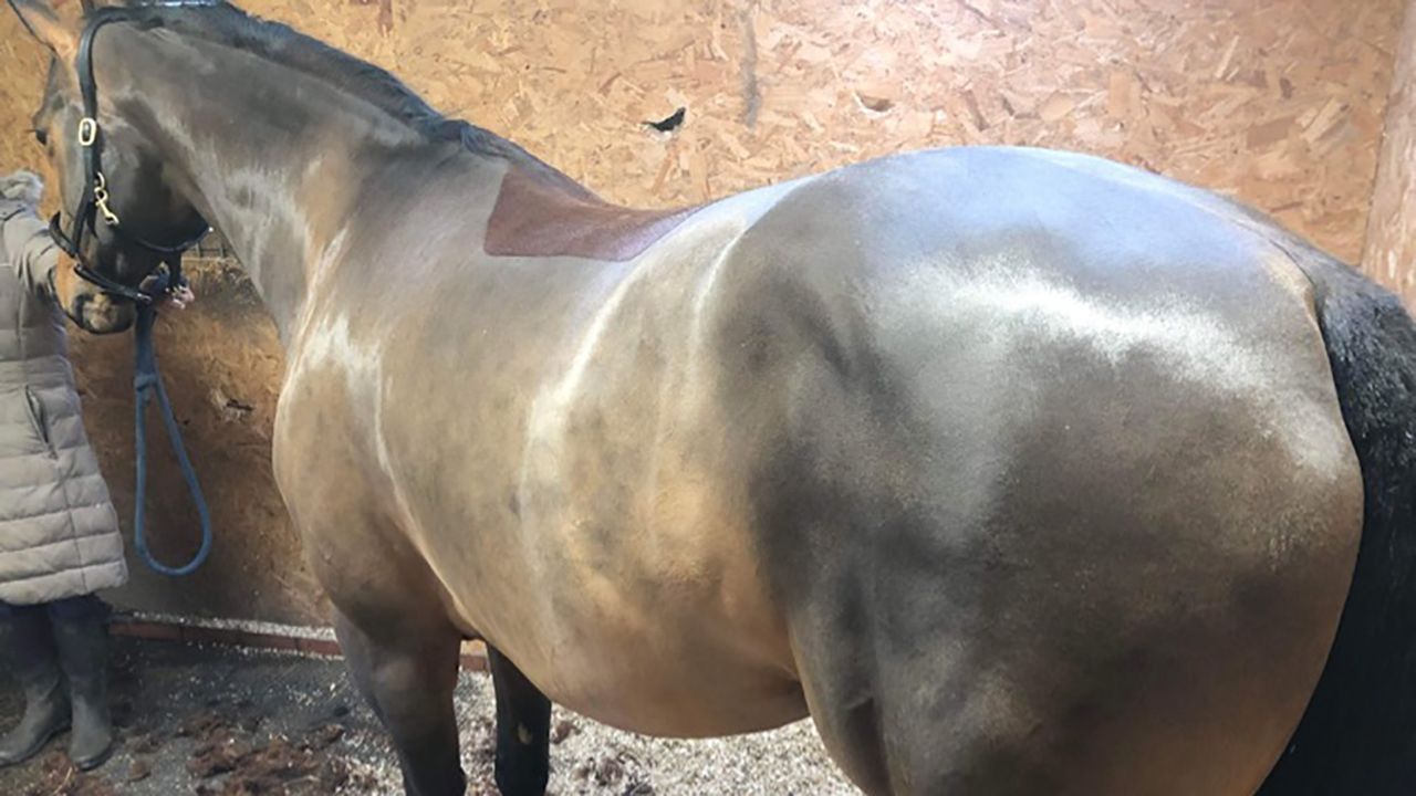 A horse clipped with the Liveryman Black Beauty horse clippers