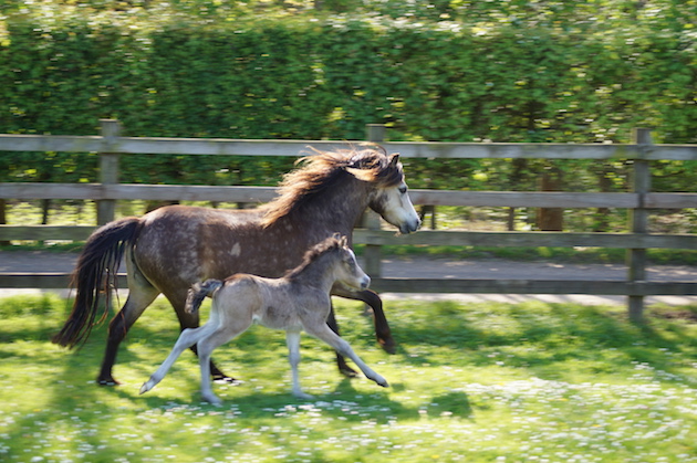 redwingshorsesanctuary_44132745976.jpg