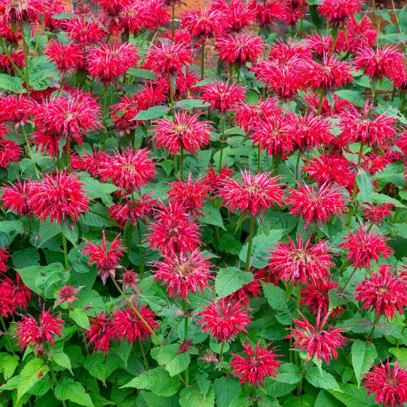 The History Of Bee Balm | Gardening Know How