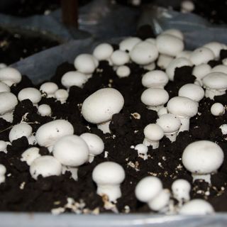 Mushrooms growing in soil in dark room