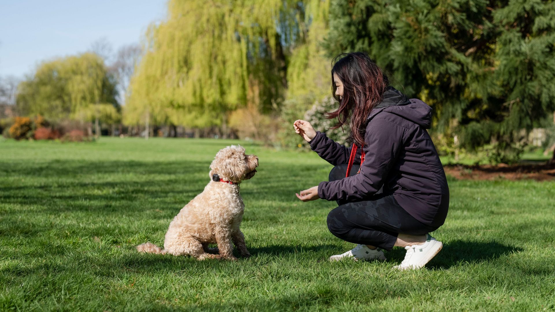 Lady trains dog to sit in the park