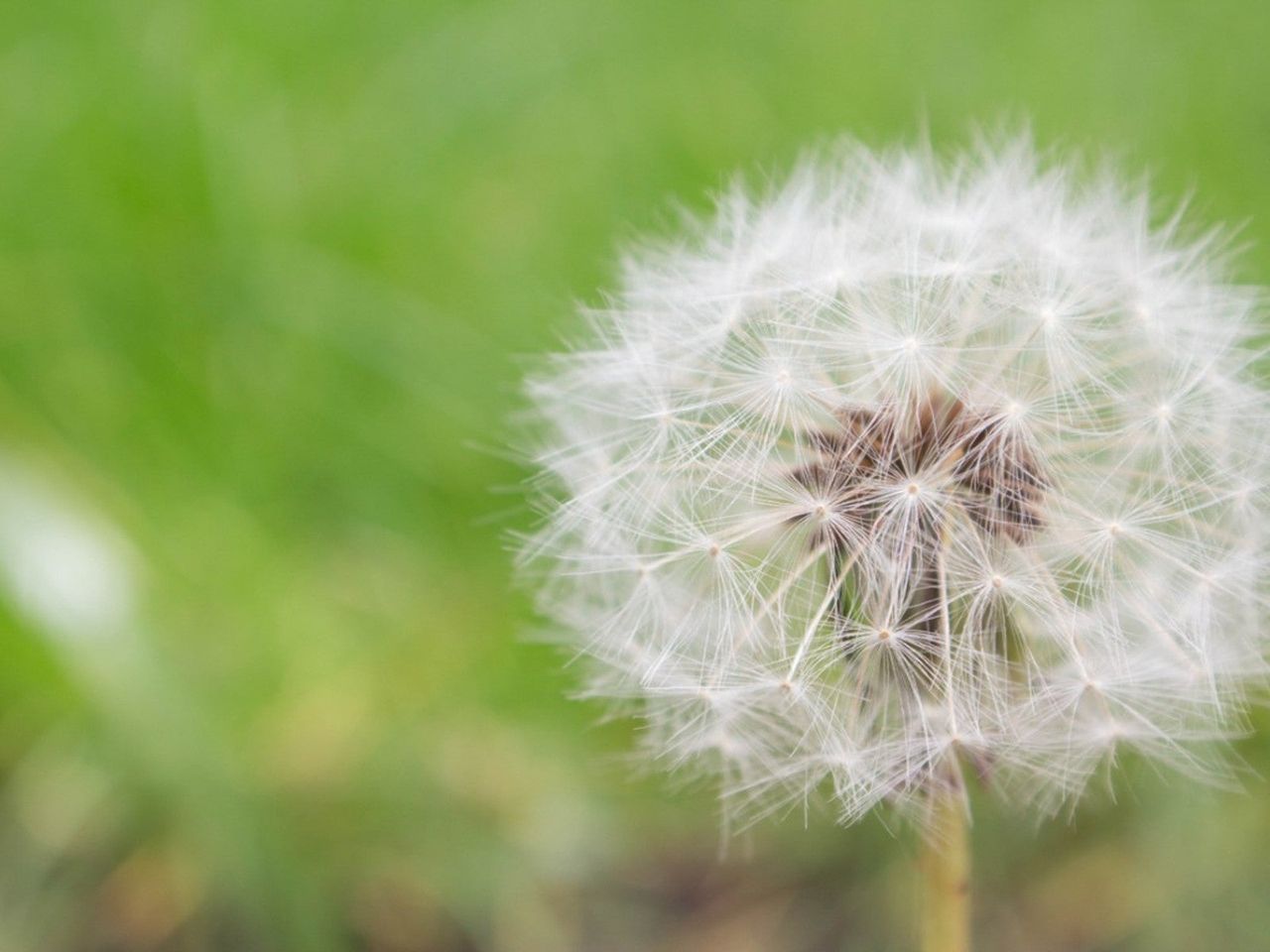 Close up of a dandelion seed head growing in the grass