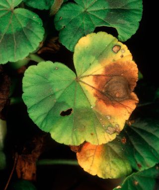 pelargonium leaves showing signs of geranium botrytis blight