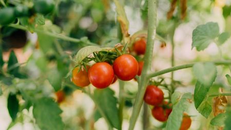 Tomatoes on the vine ripening
