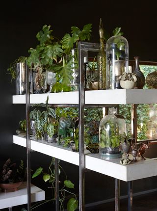 houseplants grouped together on shelves