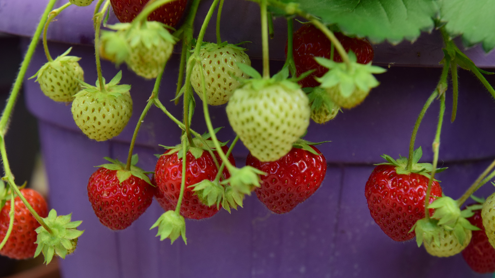 Strawberries in container overhanging the pot