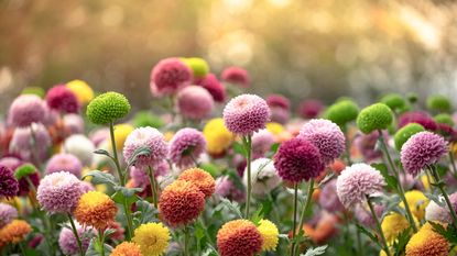 Fall flowers for pots - multi-colored chrysanthemums