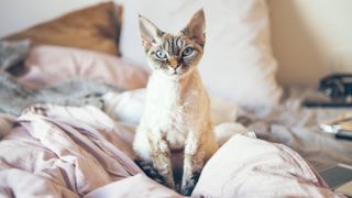 Devon Rex cat