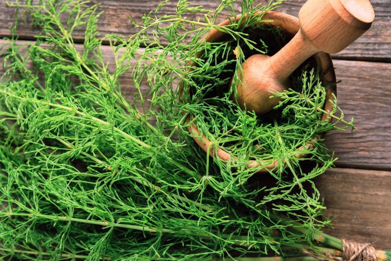 Horsetail Herbs In A Mortar