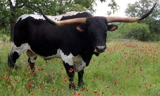 A Texas longhorn cow in a field of red flowers