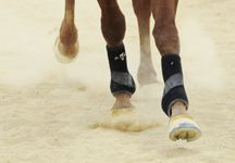 hooves_in_arena.jpg