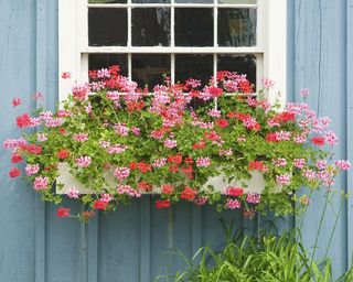 Trailing geraniums in window box – pelargonium