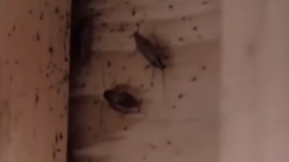The cockroaches in Dillon's restaurant in Kitchen Nightmares.
