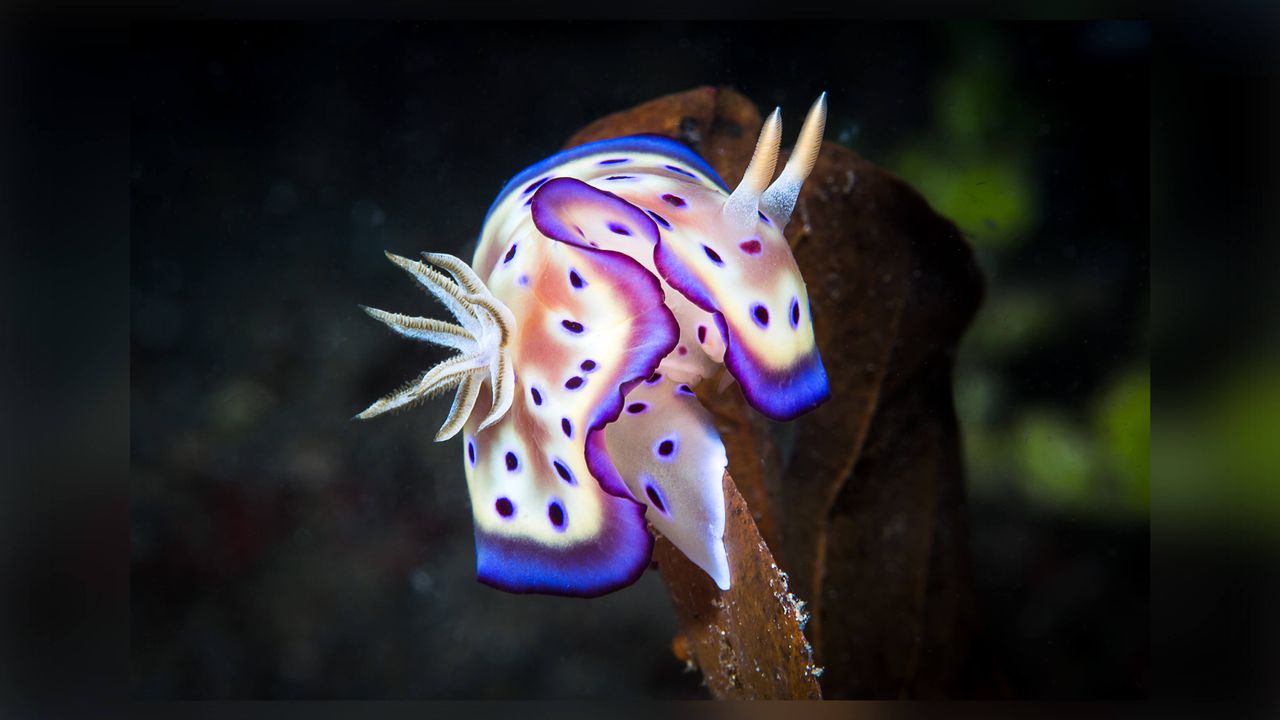 Sea slug.