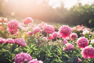 Beautiful pink peony flowers