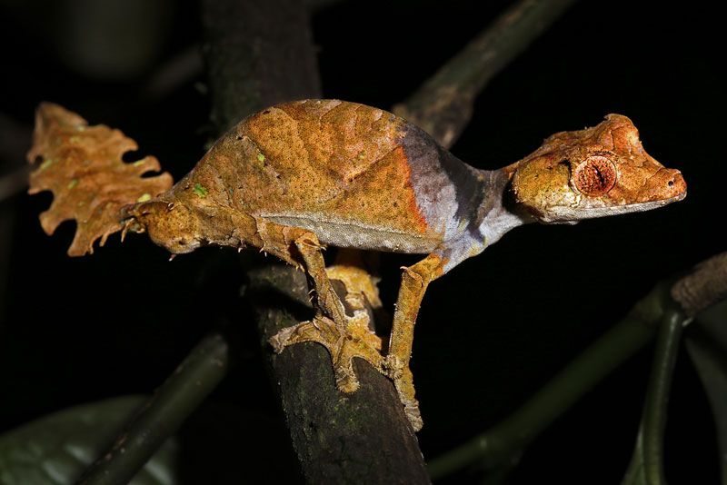 Madagascar&#039;s Satanic Leaf-tailed gecko