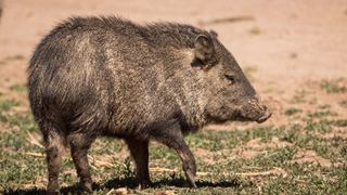 A javelina in the desert