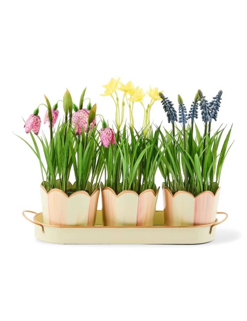 Rosy Stripe Triple Potted Blooms