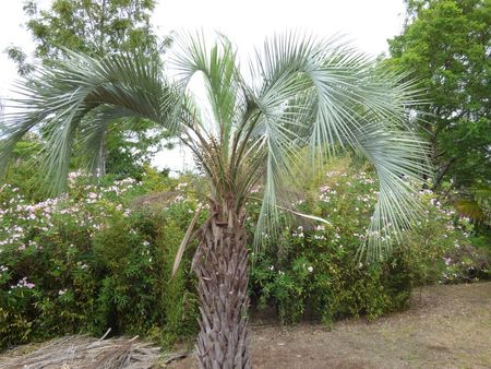 Pindo Palm Tree With Fallen Palms