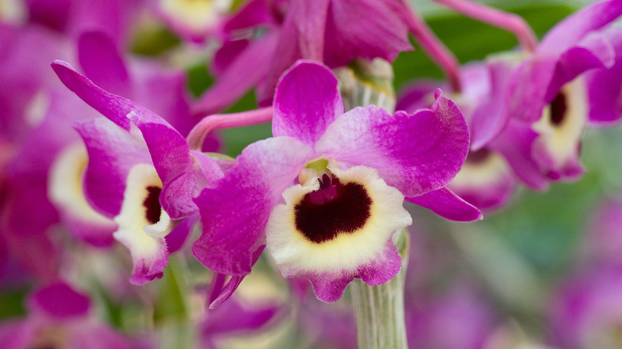 Dendrobium nobile hybrid orchid flowers