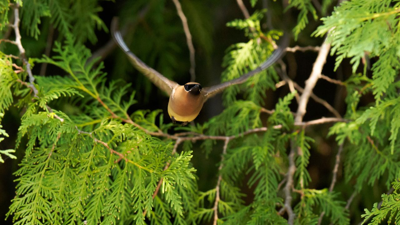 Cedar waxwing birds