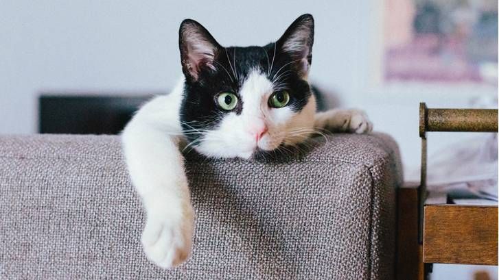 10 Best Cats For Apartments | PetsRadar