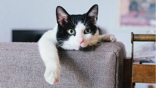 best cats for apartments