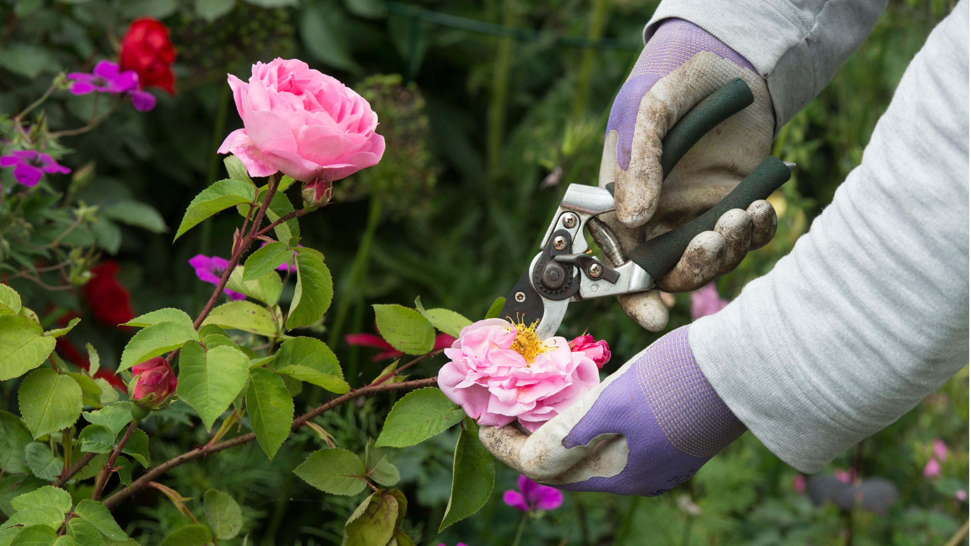 Gardener wearing gloves deadheading Rosa Gertrude Jekyll rose with secateurs in a garden