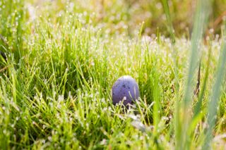 Egg hidden in long grass