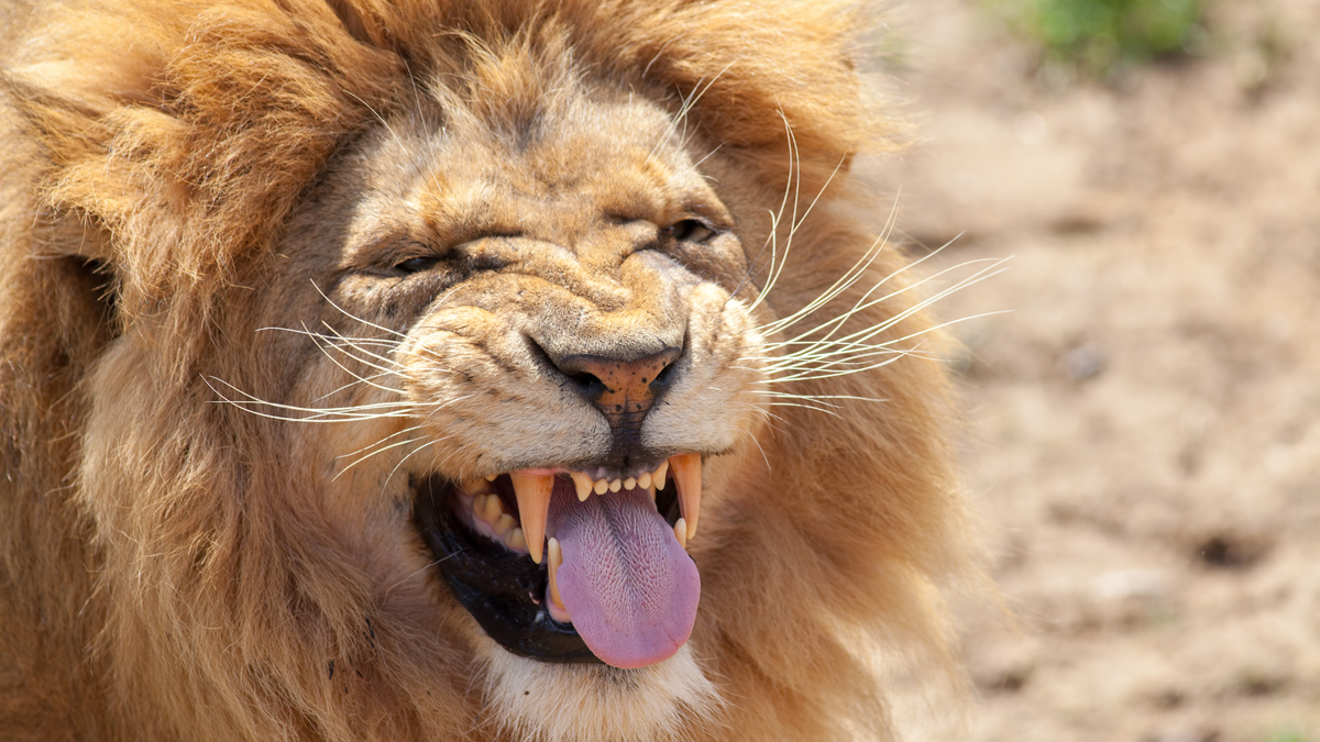 Lion poking tongue out appearing to roar with laughter at a joke