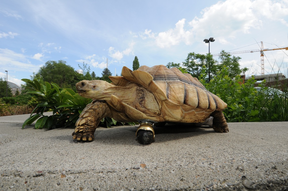 Tortoise amputation