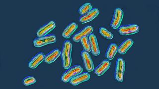 Salmonella bacteria under microscope