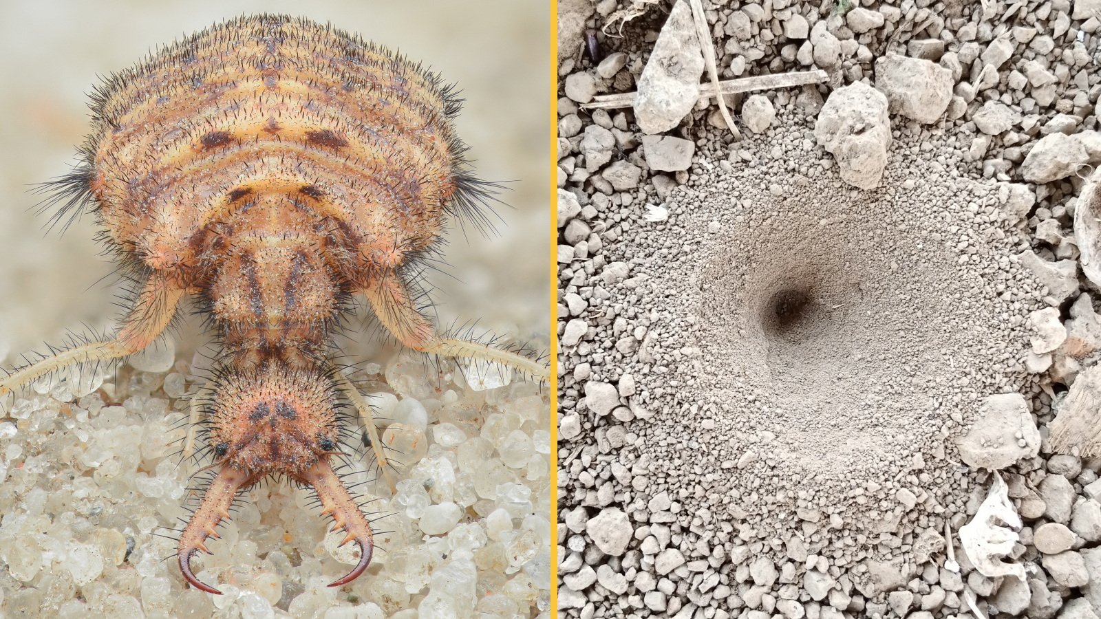 (left) Antlion larvae, (right) Antlion funnel-shaped pit used to trap ants in.