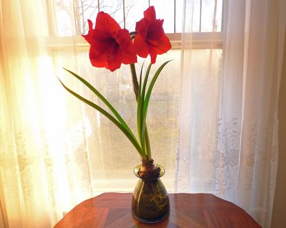 Amaryllis Flowers Growing in Vase of Water