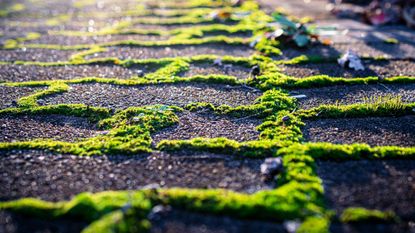 Moss on a patio