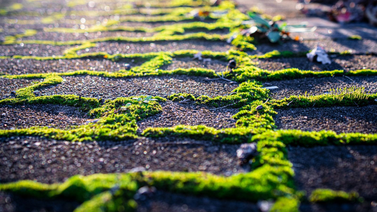 The Mirrors Guide To Removing Moss From Patio Paving