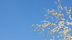 White flowering trees